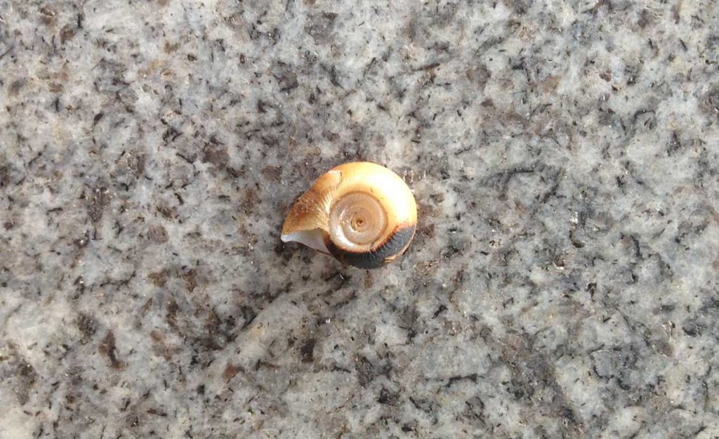 snail