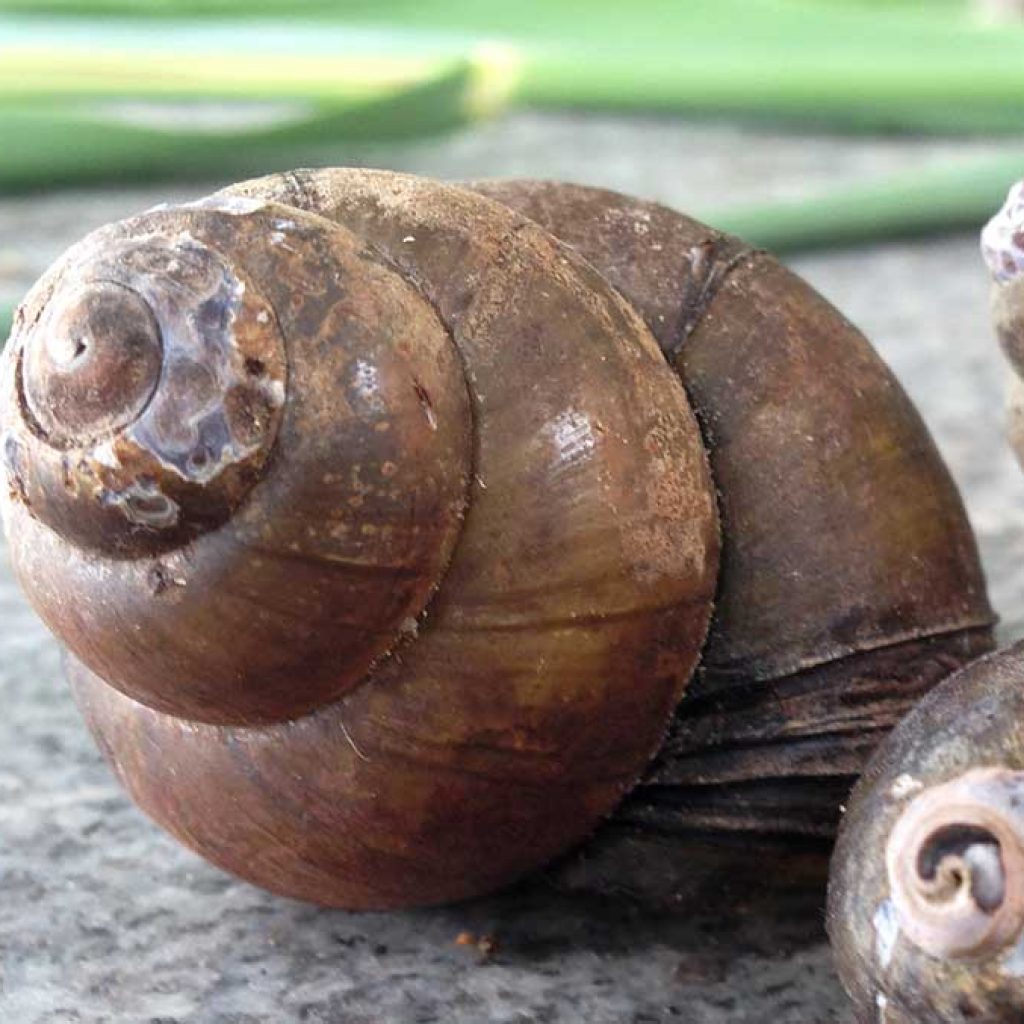 snail-bad